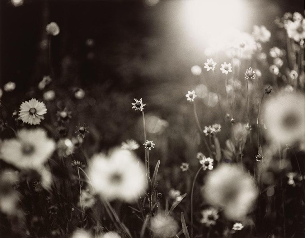 Coreopsis at Sunset, From the portfolio Jack's Garden