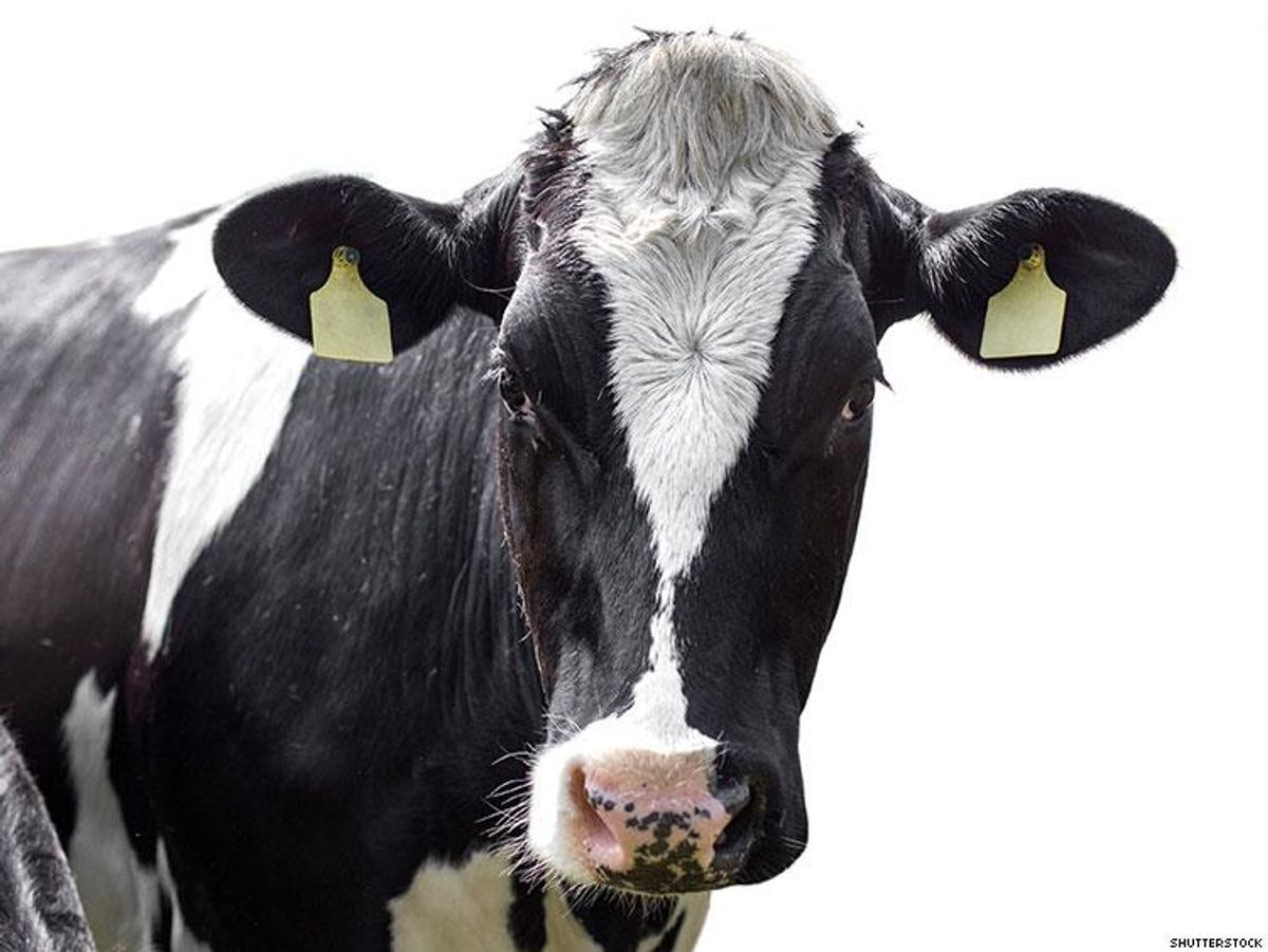 Cows May Lead Us to An HIV Vaccine