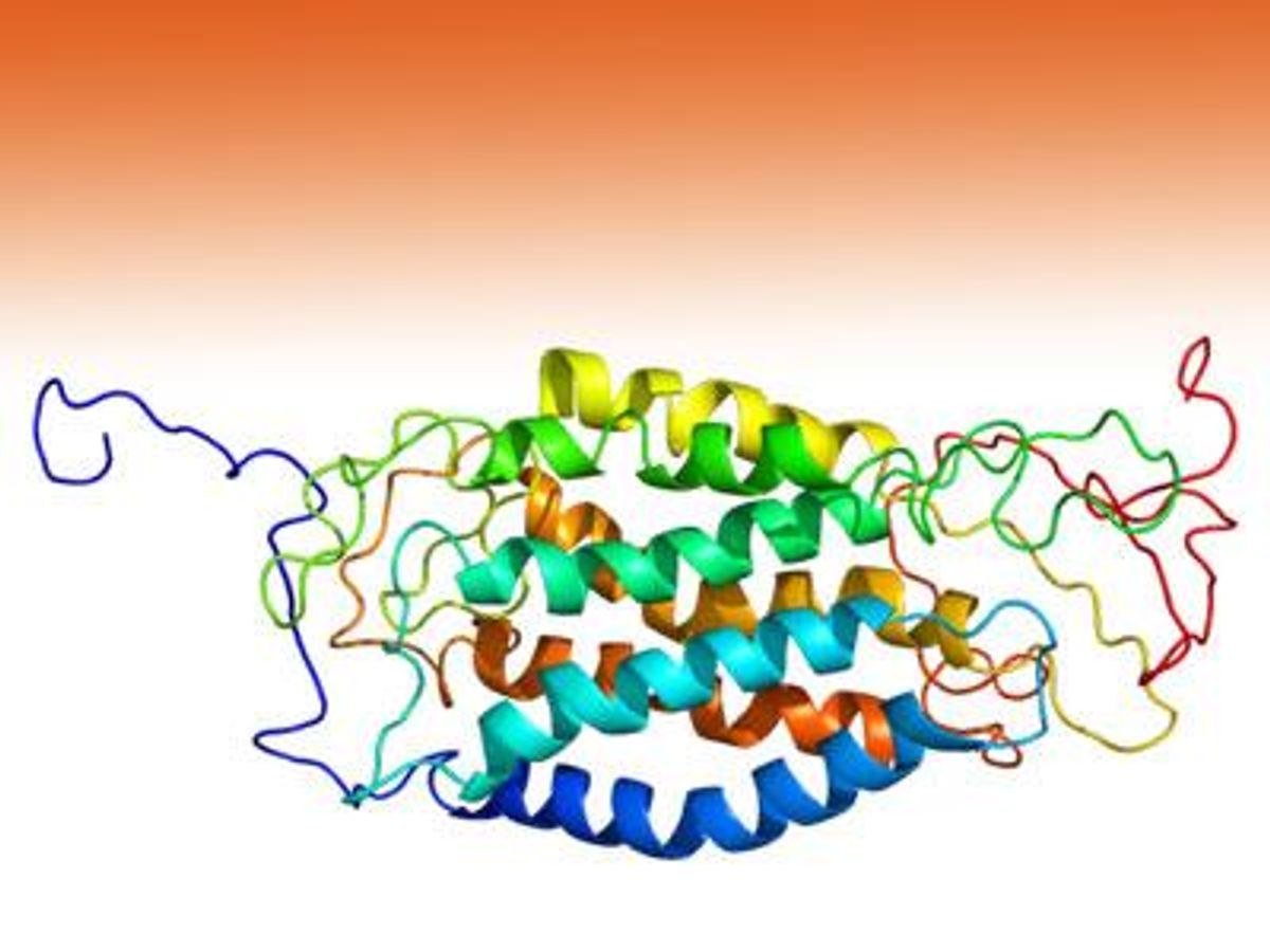 Protein_ccr5x400