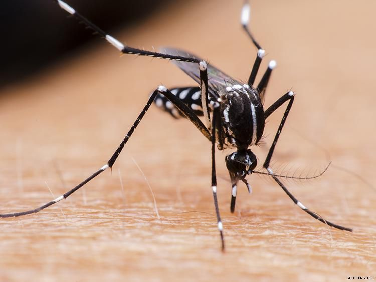 CDC Confirms Male-to-Male Zika Virus Transmission