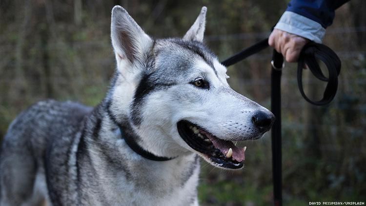 tamaskan service dog